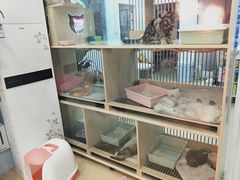 -喵宠乐园·撸猫互动·猫舍