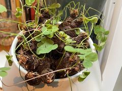 -街角 T·COFFEE 融合料理·BISTRO(车公庙店)