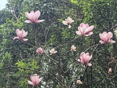 -广州白江湖森林公园