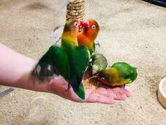 -上海大自然野生昆虫馆(东方明珠·爬宠昆虫探索中心)
