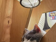 -MOCHA明星猫咖(田子坊店)