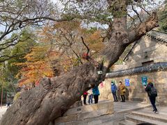 -青岛崂山太清宫