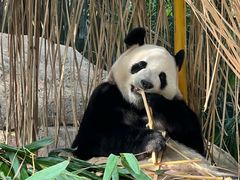 -广州长隆野生动物世界