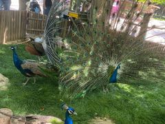 -石家庄市动物园