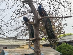 -有喜胶东小馆(太申祥和店)