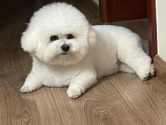 -美联众合动物医院·24h转诊中心