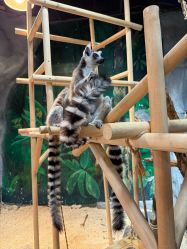 -Zoolung Zoolung动物主题公园(海信广场店)