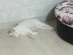 -畜牧兽医站(共江路店)