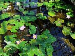 -国家植物园南园