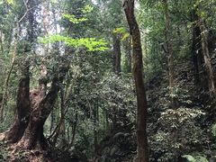 -莫里热带雨林景区