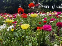 -上海鲜花港