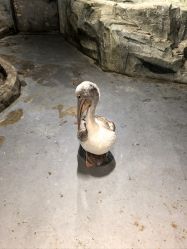 -Zoolung Zoolung动物主题公园(海信广场店)