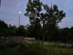 -夜间野生动物园
