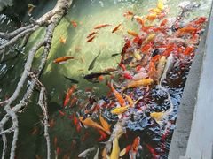 -南宫五洲植物乐园