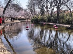 -桃花堤公园