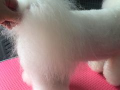 -瑞派宠物医院·24小时骨科·心脏·核磁(哈尔滨南岗店)