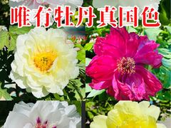 -太阳宫公园