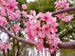 -顾村公园