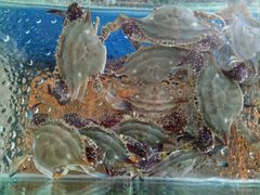 -百丰园海鲜烧烤农家菜(威·至海港湾店)
