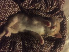 嘉宠动物医院-嘉宠动物医院