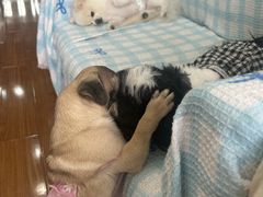 -汪说·狗咖·拼豆·宠物周边DIY(旺城大厦店)