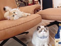 -青奢宠物·青奢猫舍