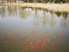 -东郊湿地公园