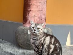 -龙美术馆(西岸馆)