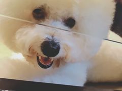 -八公叔叔宠物美容连锁(春申店)