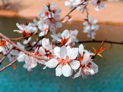 -桃花堤公园