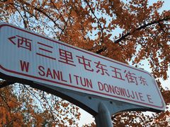 -三里屯东五街银杏大道