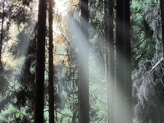 -武陵山森林公园