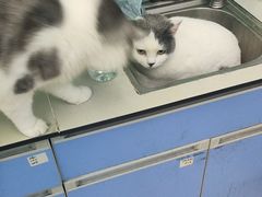 -瑞派动物医院·猫专科·至诚(江南中分院)