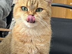 -Heymao猫咖.咖啡厅(东门店)