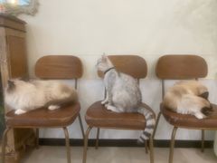 -共舞时光猫咖·狗咖(新街口店)