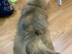 -COLOR PETS 撸猫馆·购猫·猫咖(长风大悦城店)