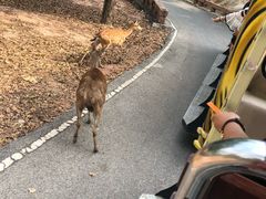 -清迈夜间动物园