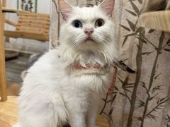 -楼上猫咖(罗湖店)