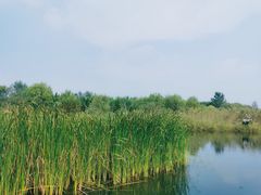 -溱湖国家湿地公园