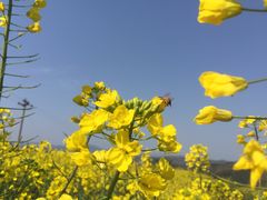-桑洲油菜花景区