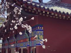 -桃花堤公园