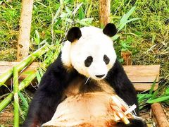 -成都大熊猫繁育研究基地