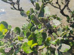 -北海金海湾红树林生态旅游区