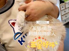 -十年猫舍·猫咪专门店(普陀店)