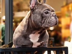 -more than meow吴止猫主题餐厅(承德 中船汇店)