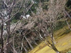 -西芳寺(苔寺)