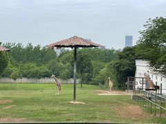 -合肥野生动物园