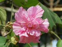 -鼓浪屿内厝澳码头(轮渡站)