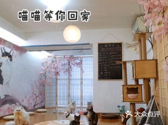 似乎是新开的猫咖 在恒宇国际A栋 面积不大的工作室