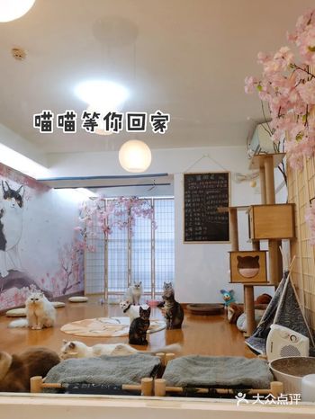 似乎是新开的猫咖 在恒宇国际A栋 面积不大的工作室